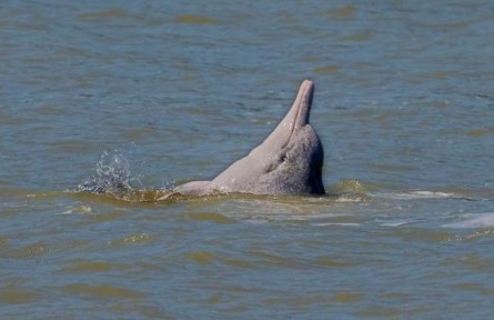 福建霞浦：国家一级保护动物中华白海豚现身