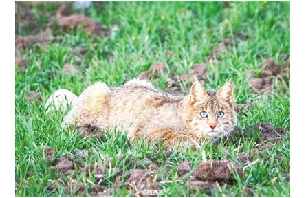 祁连山国家公园青海省管理局开展野生动物专项调查——揭开荒漠猫的神秘面纱