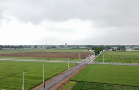 河北：小麦灌浆遇连阴雨 “一喷综防”确保丰收