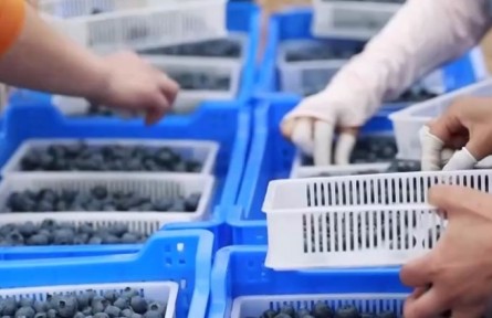 安徽怀宁：蓝莓丰收采摘忙 老区致富“摇钱树”