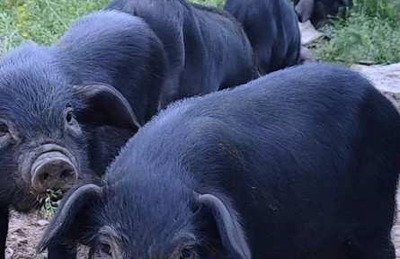 山东省淄博市养殖基地供应本地特色猪——莱芜黑猪