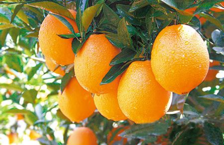 用特色生物有机肥替代化肥生产长叶香橙等优质柑橘类水果