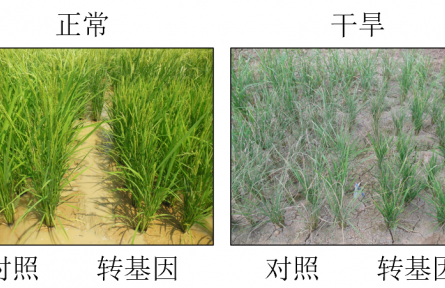 减少“水孔”！中国科学家发现让水稻更抗旱的新基因