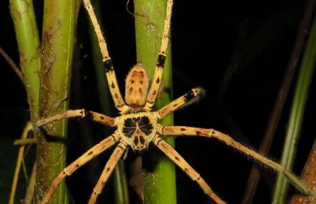 ​物种故事 | 狂放巨蟹蛛：蛛如其名，就是这么霸气！