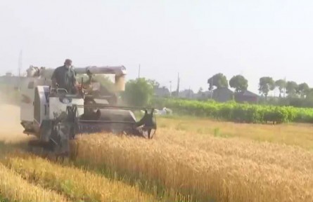 浙江海宁：小麦开始收割 粮食烘干机全天运转