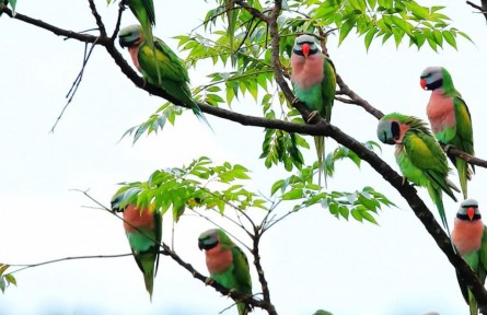 物种故事 | 绯胸鹦鹉：每一只会说话的鹦鹉，背后都有故事