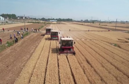 河南卫辉：1100台收割机上阵 50万亩小麦开镰