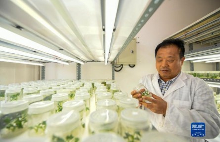 花椰菜育种专家孙德岭：扎根田间30年 为花椰菜装上“中国芯”