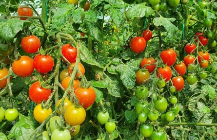 新疆库尔勒：产业园的沙瓤番茄熟了