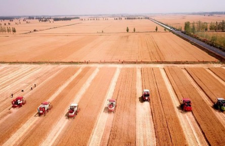 绘就夏粮丰收图景——我国第二大小麦主产省山东夏收观察
