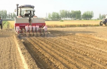 河北故城：大豆玉米“共生” 助农增效增收