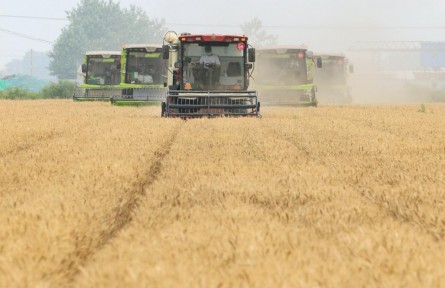夏粮小麦主产区全面进入收购高峰