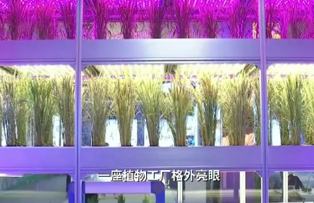 晒晒咱的国之重器：植物工厂水稻育种加速器