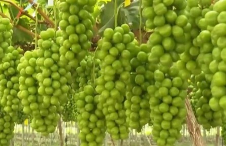 四川喜德：大力发展葡萄产业 全面推进乡村振兴