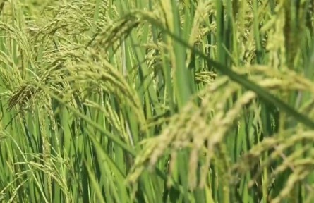 广东韶关：水稻植株高达2.2米，乳源巨型稻试种成功