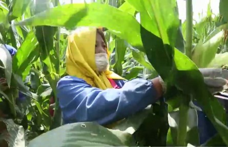 吉林公主岭：在希望的田野上 当地鲜食玉米迎来采摘季