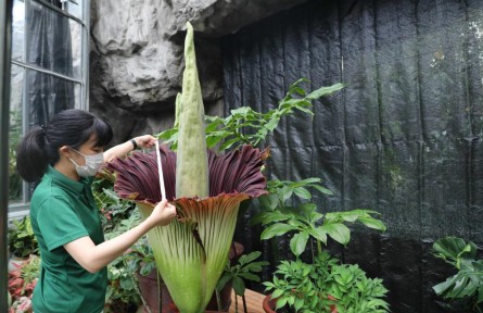 物种故事 | 巨魔芋：世界珍稀濒危植物 花序高可超3米