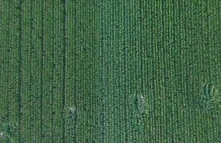 河南滑县：无人机授粉促玉米丰收