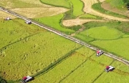 重庆：大面积水稻提前成熟 机械化加快收割进度