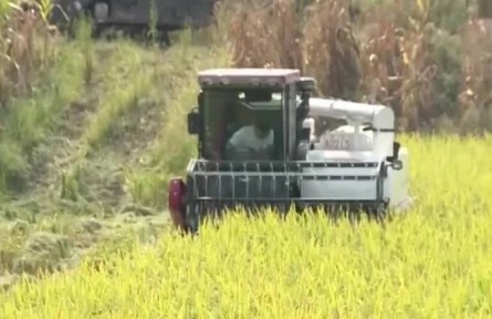 四川资中：宜机化改造 水稻亩产增加至630公斤