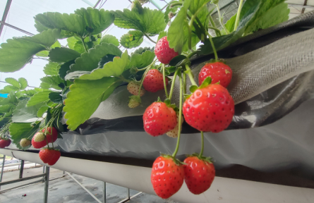 北京昌平：草莓全年不断档，首批四季草莓已成熟