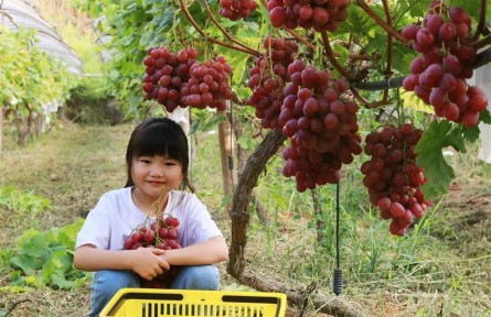 四川古蔺：“万紫千红”果香浓 葡萄园里喜丰收