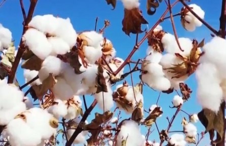新疆：玛纳斯县78万亩棉花陆续开始采收