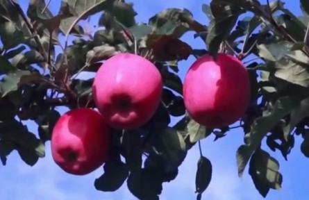 甘肃通渭：苹果迎来采收季 特色产业助增收
