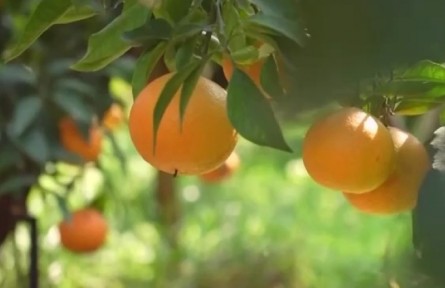 四川乐山：晚熟柑橘丰收上市 小柑橘种出大产业