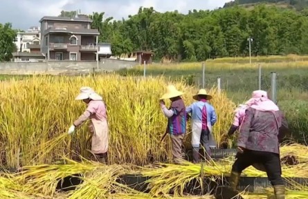 云南：巨人稻新品种喜获丰收 亩产达700公斤