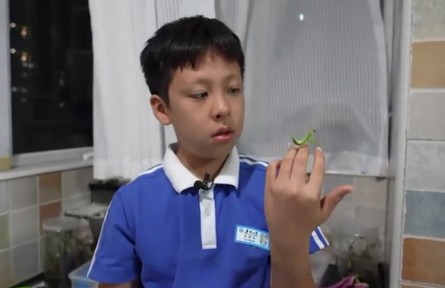 9岁男孩张赫奕的昆虫世界
