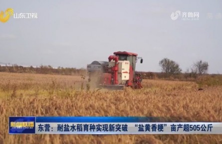 山东东营：耐盐水稻育种实现新突破