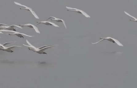 聚焦世界湿地大会：大批大天鹅抵达黄河湿地栖息越冬
