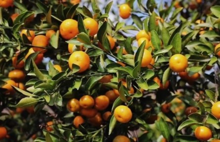 江西南丰：蜜橘挂满枝 采摘正当时