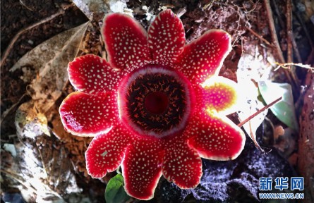 物种故事 | 寄生花：热带雨林中的神奇植物