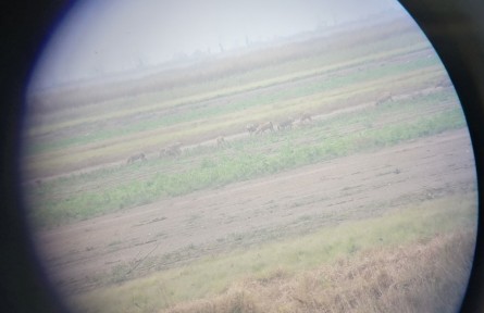 41只北京南海子麋鹿现身鄱阳湖