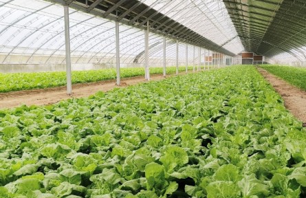 北京城市副中心蔬菜企业保供按下“快进键” 存原料加产量连续播种采收