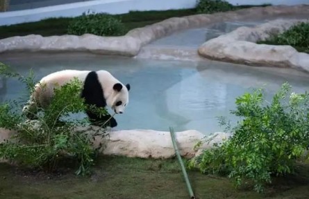 卡塔尔世界杯，中东地区迎来首对大熊猫——说说大熊猫的这些事