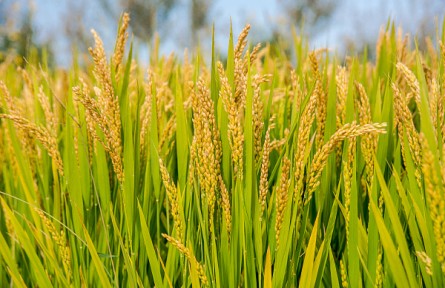 我国海水稻种植面积突破百万亩 袁隆平院士的夙愿正一步步成为现实