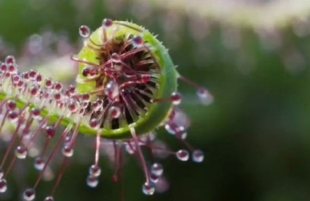 物种故事 | 叉叶茅膏菜：捕食昆虫的神奇植物