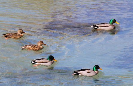 河北：衡水湖生物多样性鸟类绿头鸭简介