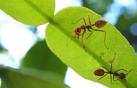 长安论道 | 从蚂蚁与蚜虫的关系说起