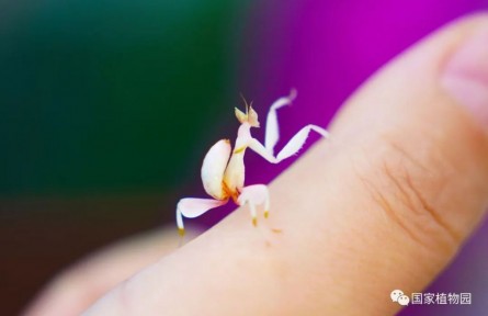 物种故事 | 兰花螳螂：隐匿于花叶之间的伪装者