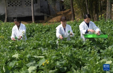 贵州凤冈：“以虫治虫”助力绿色农业发展