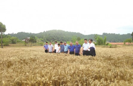 绿色高效引领生产 川麦育种赋能“天府粮仓”