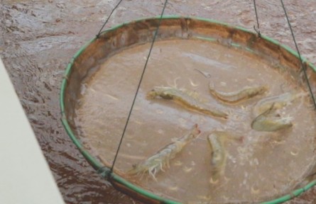 北京昌平也能养“海虾”了