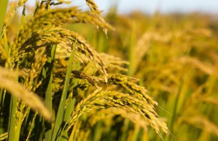 水稻种植如何进行化控防倒？