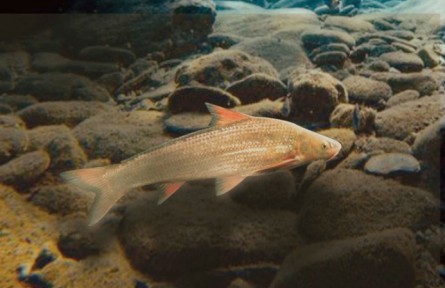物种故事 | 北方铜鱼：“黄河里最神秘的鱼”