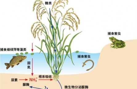 科普 | 湿地与农业的结合：水稻田
