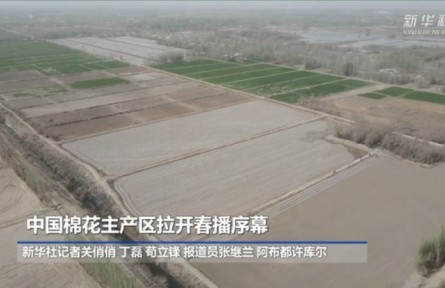 中国棉花主产区拉开春播序幕